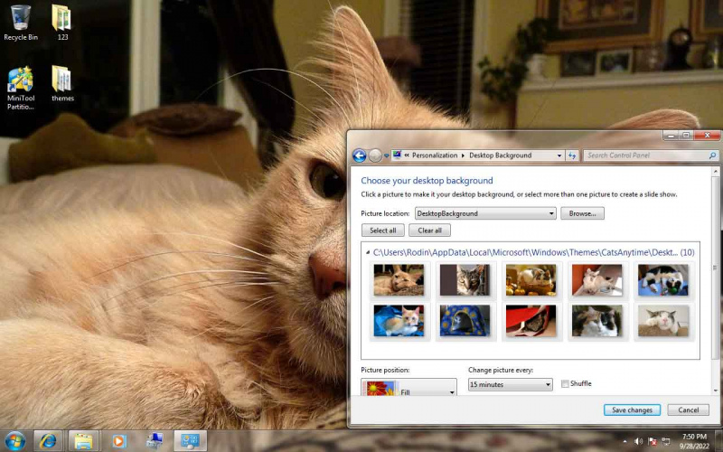   Windows 7 Cats Anytime -teema
