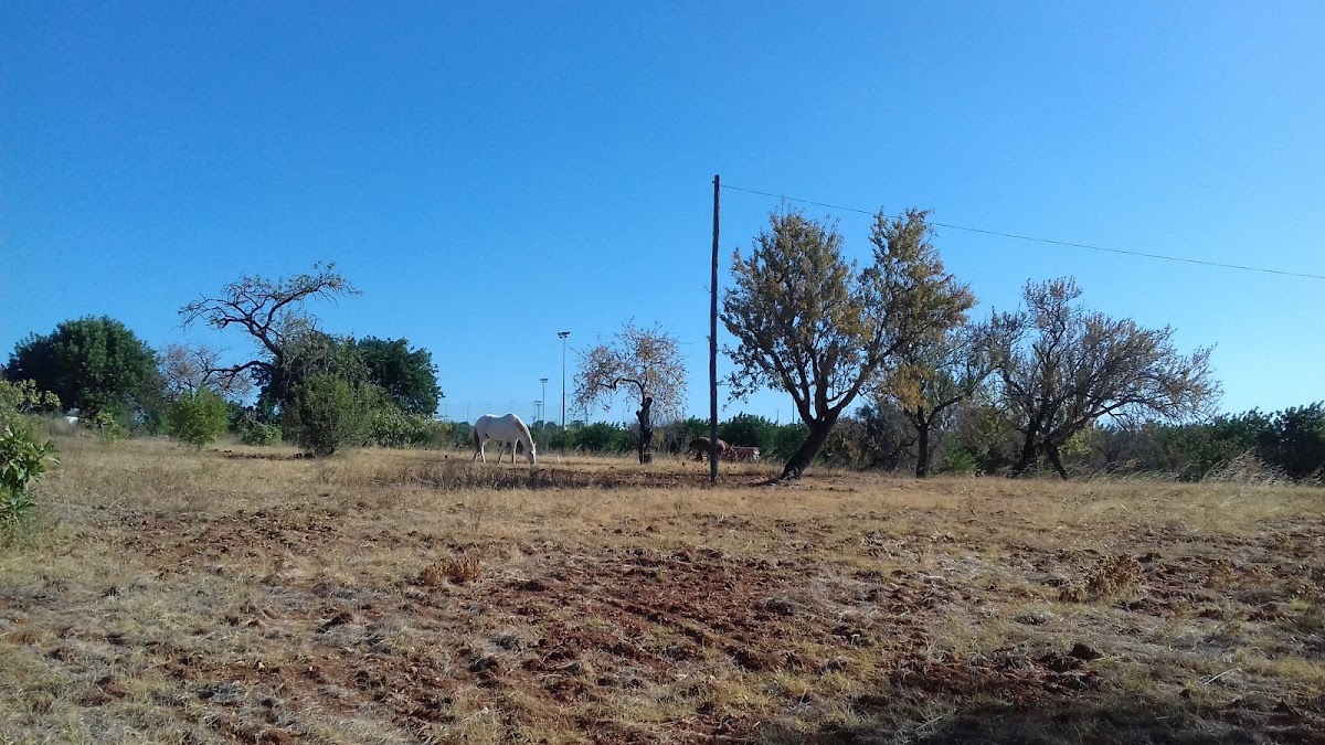 Vedamisto Lda - Zona Sul