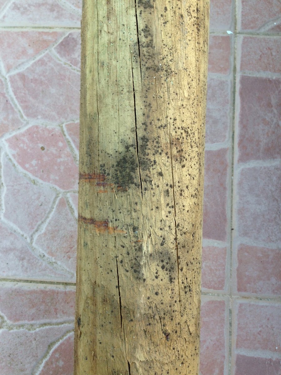 Vedamisto Lda - Zona Sul foto 5